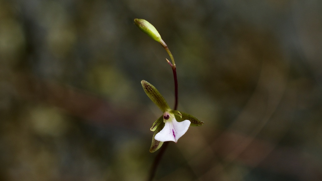 Tetramicra riparia