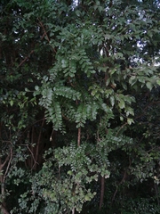Ptaeroxylon obliquum