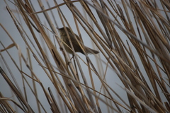 Acrocephalus scirpaceus