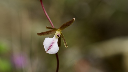 Tetramicra riparia · iNaturalist