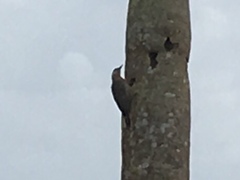 Melanerpes superciliaris