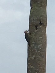 Melanerpes superciliaris