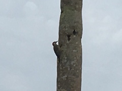 Melanerpes superciliaris