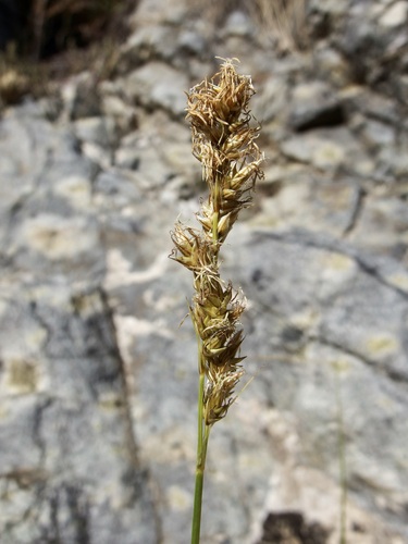 Image of Carex chihuahuensis by (c) Sue Carnahan, some rights reserved (CC BY)