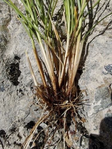 Image of Carex chihuahuensis by (c) Sue Carnahan, some rights reserved (CC BY)