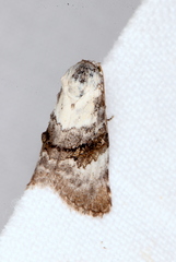 Acatapaustus leucospila