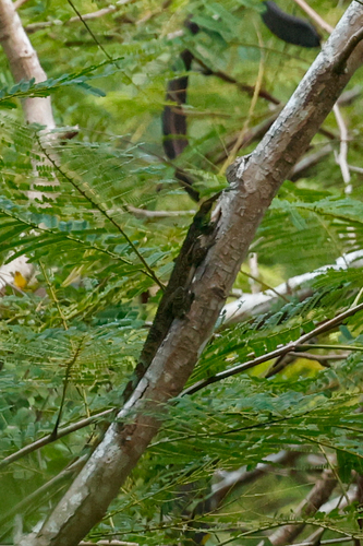Western giant anole, Anolis luteogularis