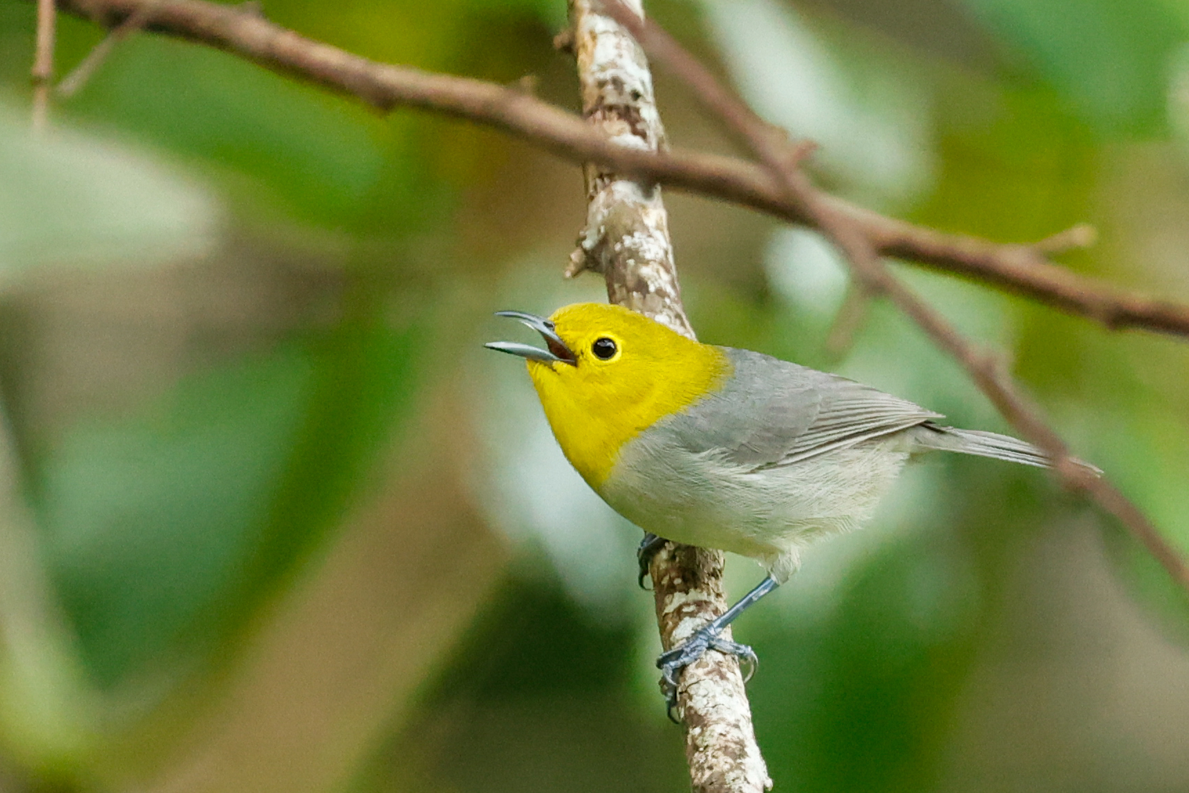 Yellow-headed Warbler illustration