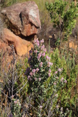 Indigofera cytisoides