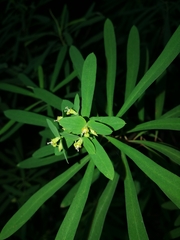 Euphorbia kraussiana
