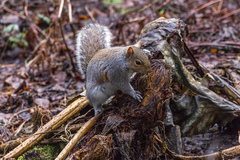 Sciurus carolinensis