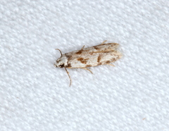 Oxythecta hieroglyphica