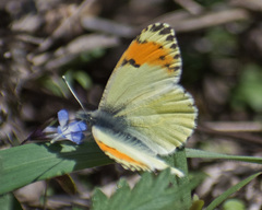 Anthocharis julia sulfuris