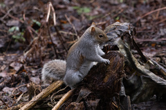 Sciurus carolinensis