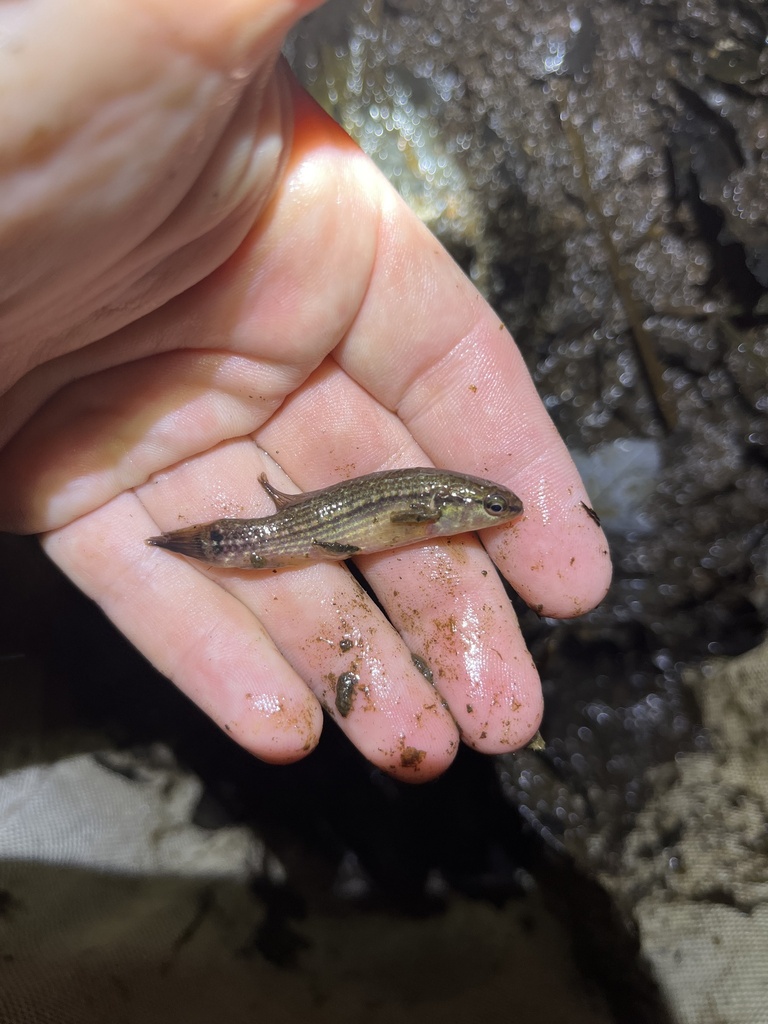 Eastern Mudminnow