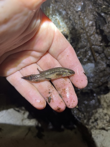 Eastern Mudminnow