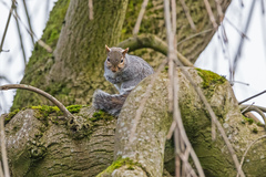 Sciurus carolinensis