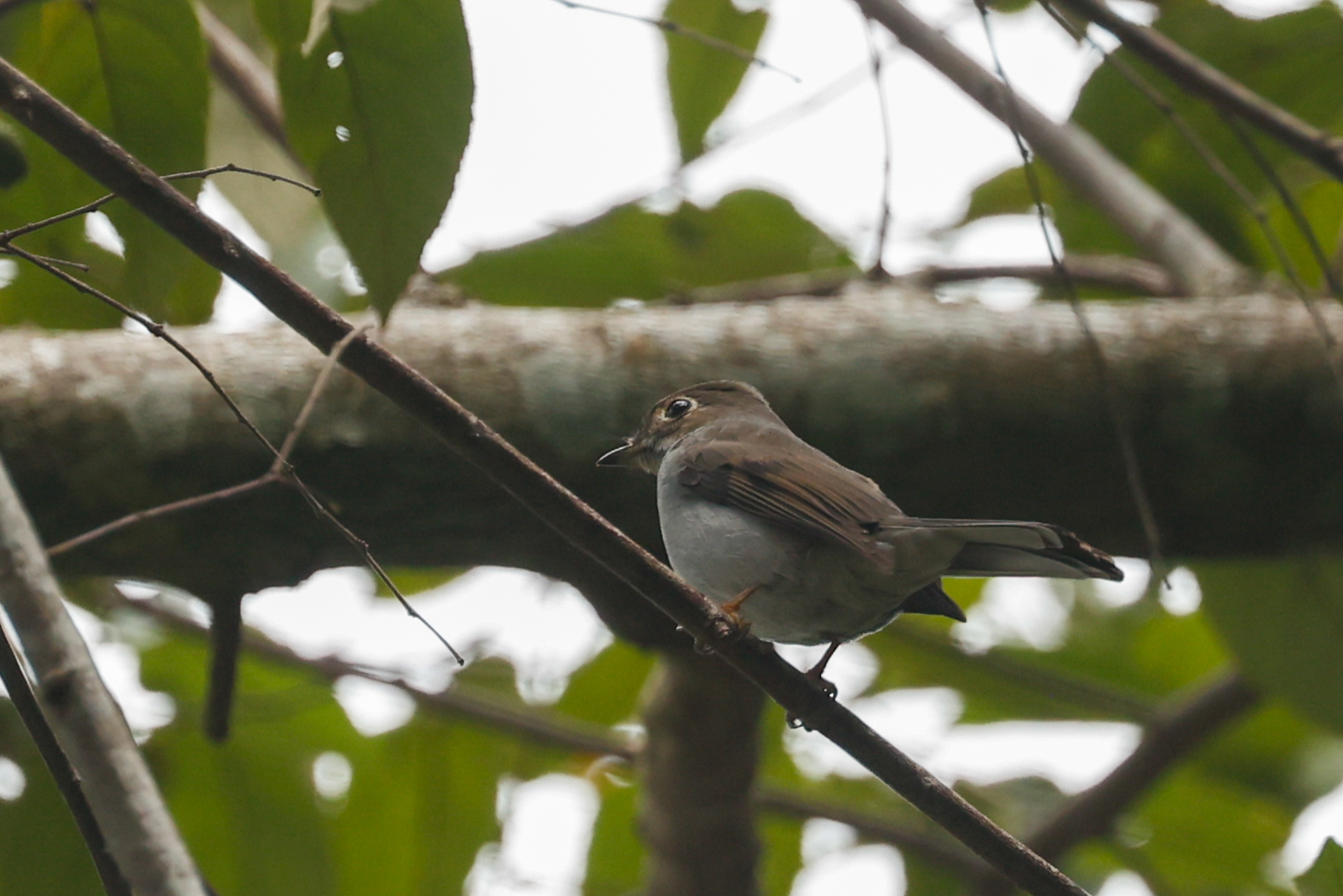 Cuban Solitaire (Myadestes elisabeth), photo 4