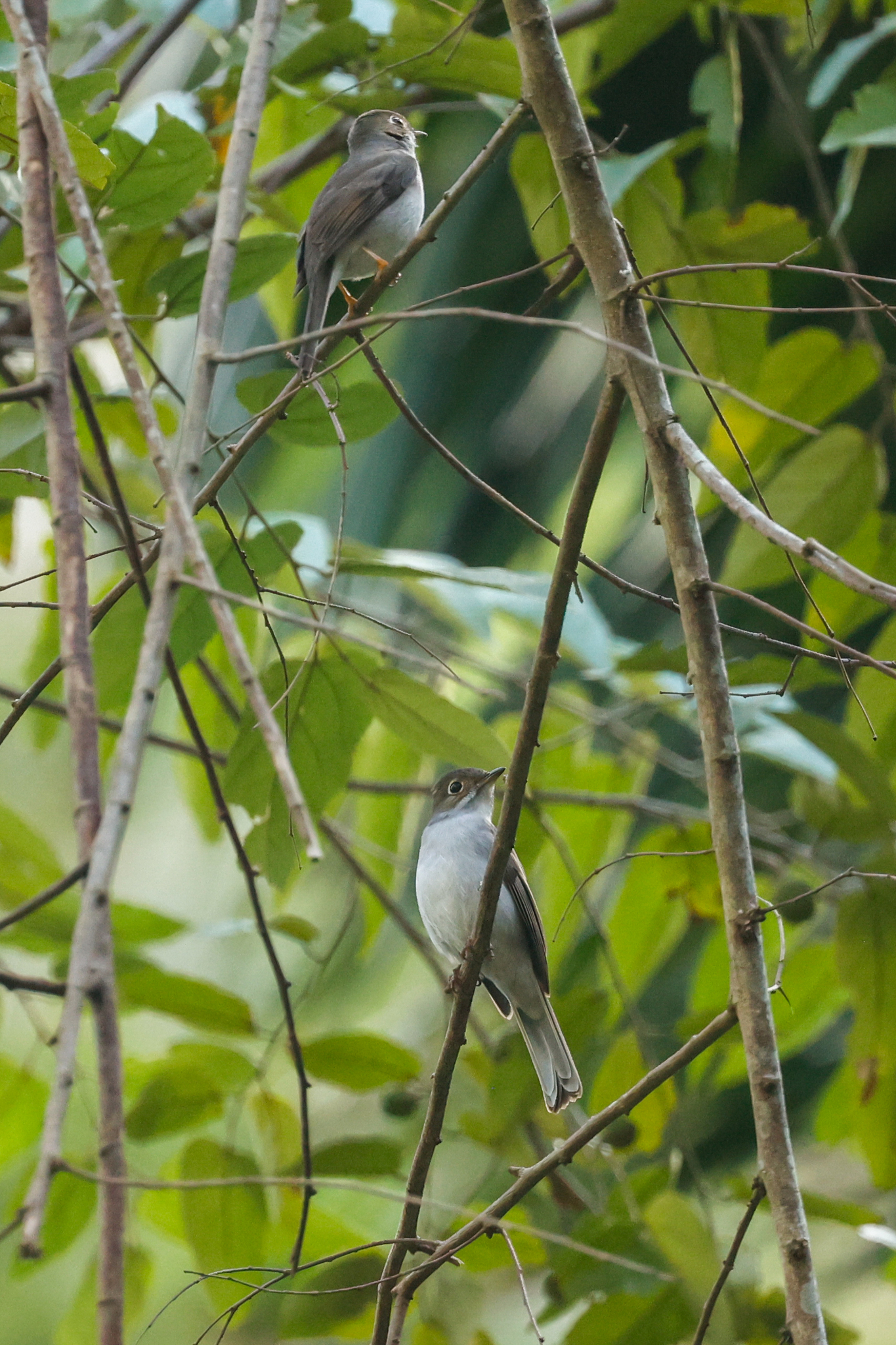 Cuban Solitaire (Myadestes elisabeth), photo 5
