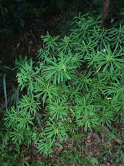 Euphorbia kraussiana