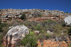 Indigofera cytisoides