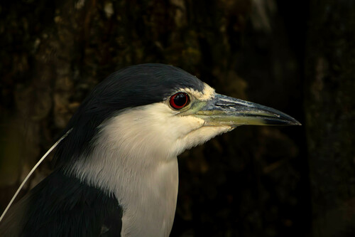 Black-crowned Night Heron photographed in Florida