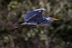 Ardea cinerea