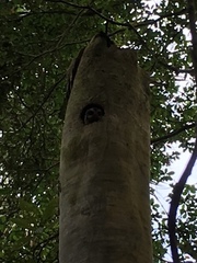 Margarobyas lawrencii