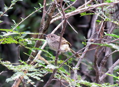 Hemitriccus margaritaceiventer