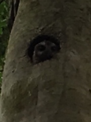 Margarobyas lawrencii