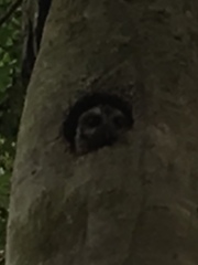 Margarobyas lawrencii