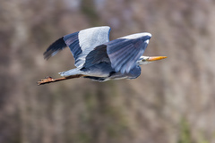 Ardea cinerea