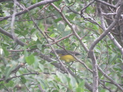 Myioborus brunniceps