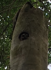 Margarobyas lawrencii