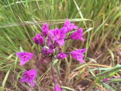 Allium crispum