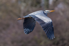 Ardea cinerea