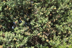 Metrosideros kermadecensis