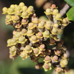 Metrosideros kermadecensis