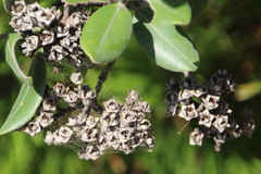 Metrosideros kermadecensis