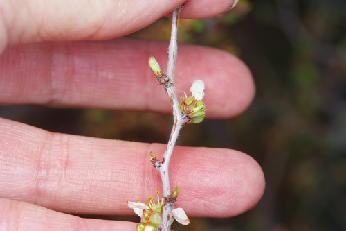 Image of Prunus texana by (c) Michelle W. （鍾偉瑋）, some rights reserved (CC BY)
