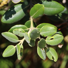 Metrosideros kermadecensis