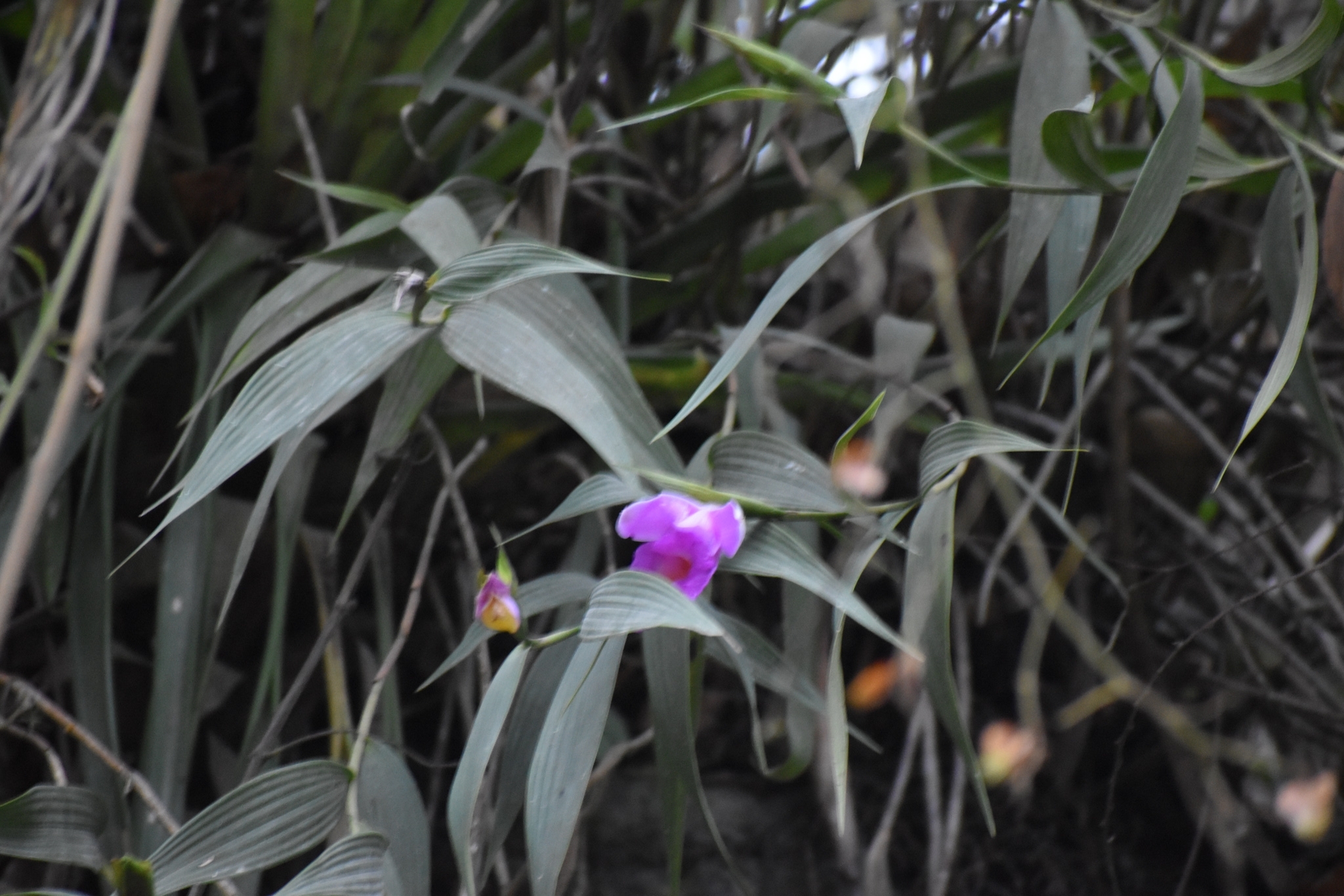 Imagem de Orquídea-da-serra