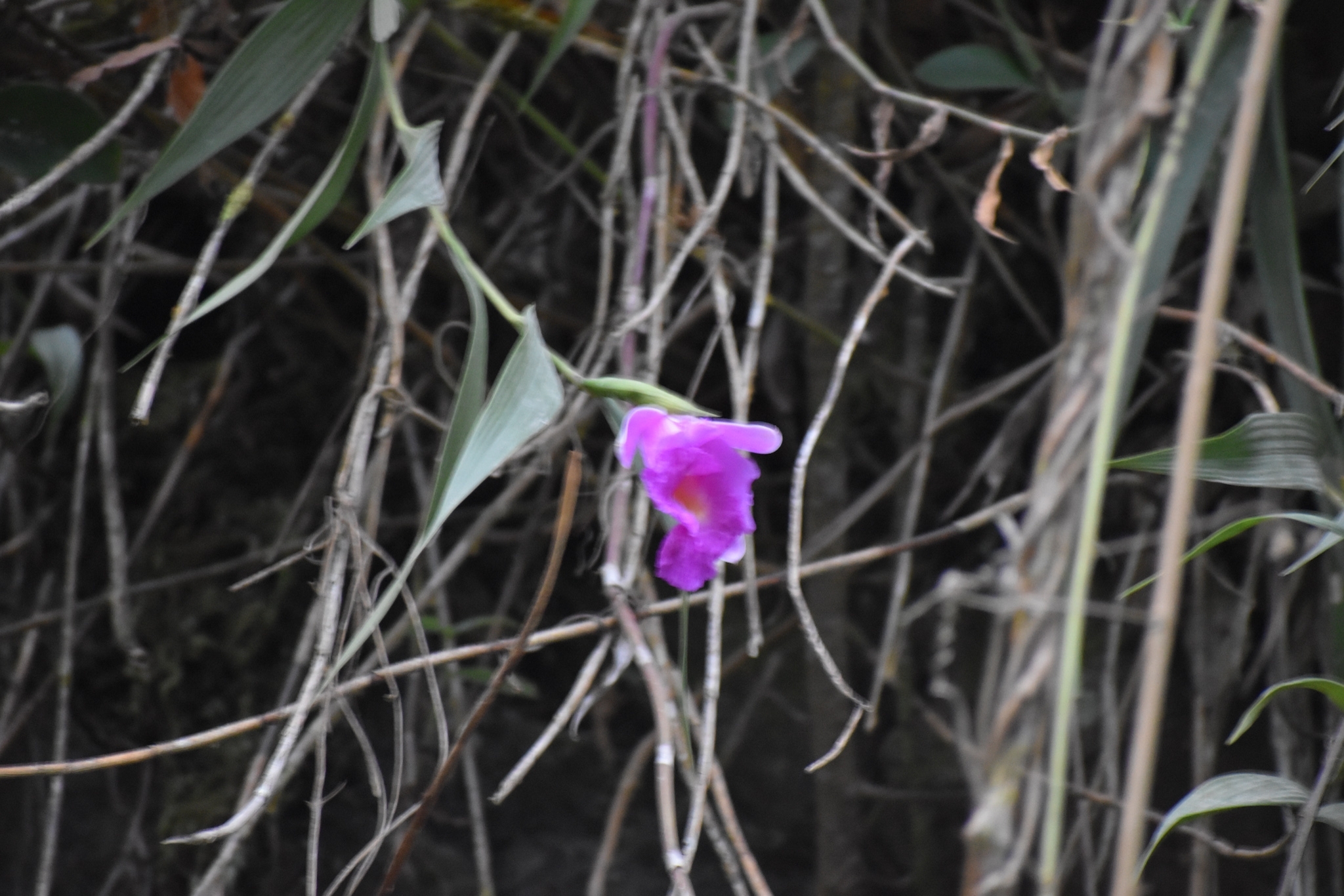 Imagem de Orquídea-da-serra