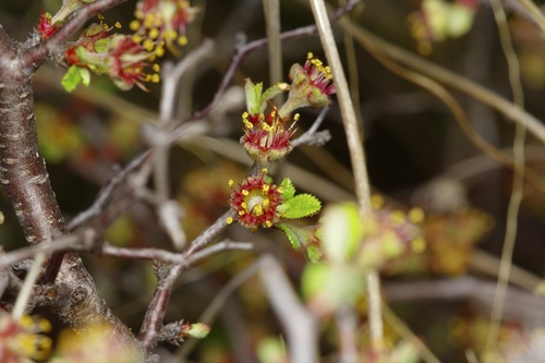 Image of Prunus texana by (c) Michelle W. （鍾偉瑋）, some rights reserved (CC BY)