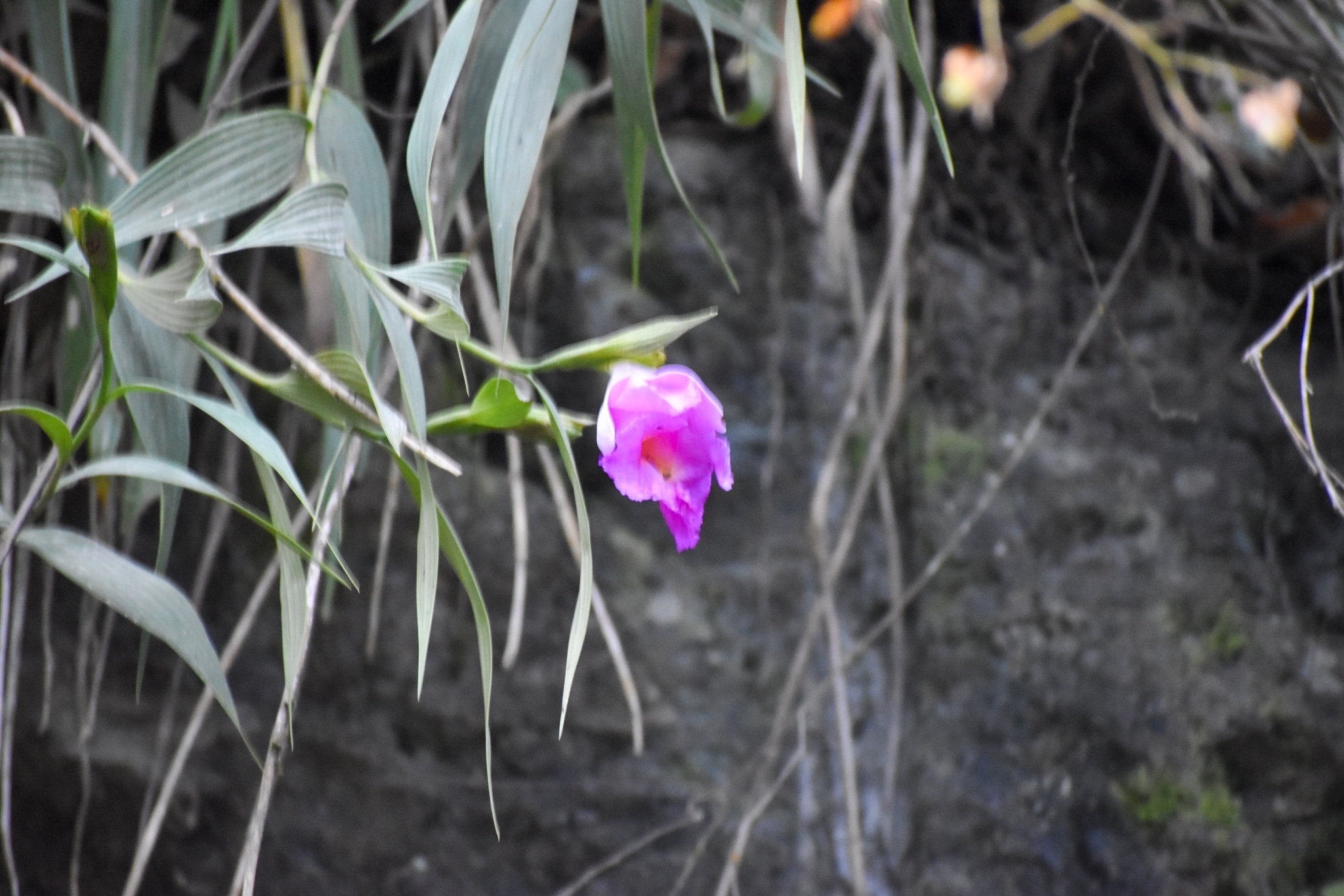 Imagem de Orquídea-da-serra