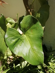 Philodendron hederaceum