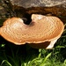 Dryad's Saddle - Photo (c) Annelie Burghause, some rights reserved (CC BY-NC-SA)