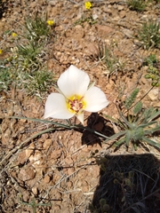 Calochortus ambiguus