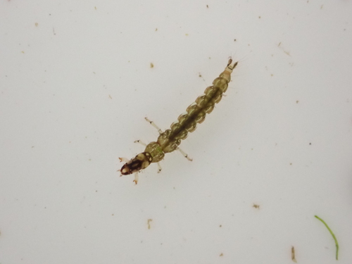 Neurochorema armstrongi