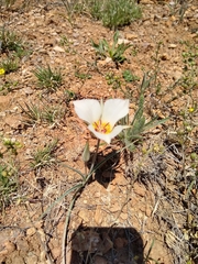 Calochortus ambiguus